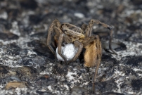 La Lycose tarentuline ou Tarentule radie ou Fausse tarentule ou encore Hogna raye. Une femelle et sa progniture (Araneae - Lycosidae - Hogna radiata)